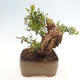 Izbová bonsai - Myrtus communis - Myrta obyčajná - 2/5