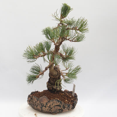 Vonkajšie bonsai - Pinus parviflora - borovica drobnokvetá - 2