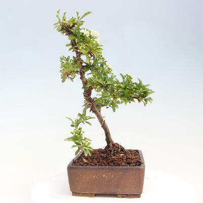 Vonkajší bonsai - Pyracantha tetón - Hlohyňa šarlátová - 2