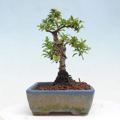 Vonkajší bonsai - Pyracantha tetón - Hlohyňa šarlátová - 2