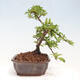 Vonkajší bonsai - Pyracantha tetón - Hlohyňa šarlátová - 2/6