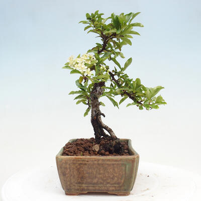Vonkajší bonsai - Pyracantha tetón - Hlohyňa šarlátová - 2