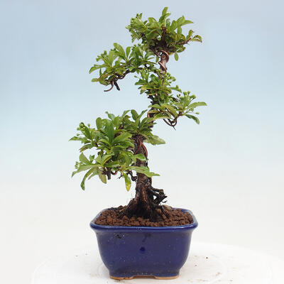 Vonkajší bonsai - Pyracantha tetón - Hlohyňa šarlátová - 2