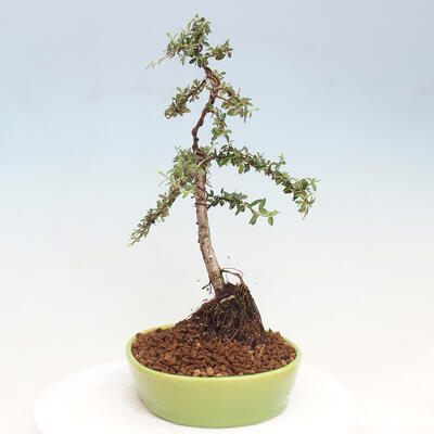 Vonkajší bonsai - Cotoneaster dám. Skogholm - Skalník - 2