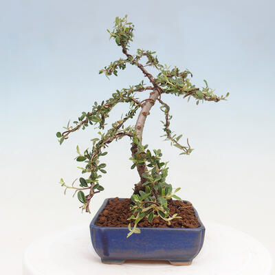 Vonkajší bonsai - Cotoneaster dám. Skogholm - Skalník - 2