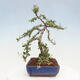 Vonkajší bonsai - Cotoneaster dám. Skogholm - Skalník - 2/6