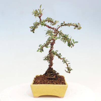 Vonkajší bonsai - Cotoneaster dám. Skogholm - Skalník - 2