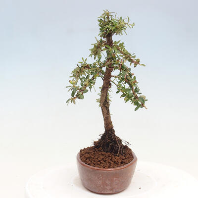 Vonkajší bonsai - Cotoneaster dám. Skogholm - Skalník - 2