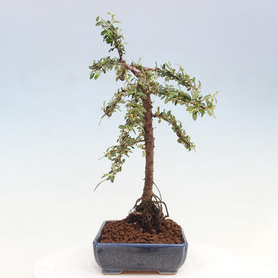 Vonkajší bonsai - Cotoneaster dám. Skogholm - Skalník - 2