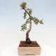 Vonkajší bonsai - Cotoneaster dám. Skogholm - Skalník - 2/6