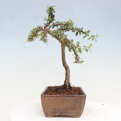 Vonkajší bonsai - Cotoneaster dám. Skogholm - Skalník - 2