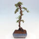 Vonkajší bonsai - Cotoneaster dám. Skogholm - Skalník - 2/6