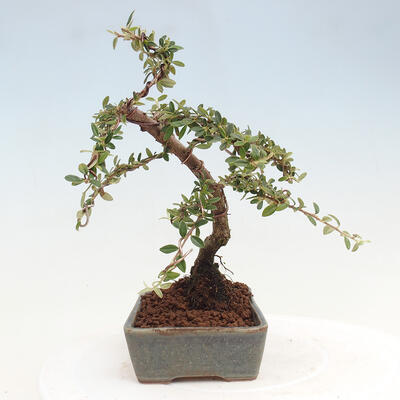 Vonkajší bonsai - Cotoneaster dám. Skogholm - Skalník - 2