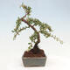 Vonkajší bonsai - Cotoneaster dám. Skogholm - Skalník - 2/6