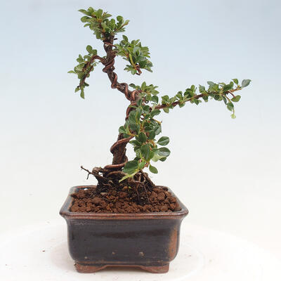 Vonkajší bonsai-Cotoneaster horizontalis - Skalník - 2