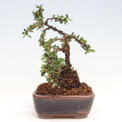 Vonkajší bonsai-Cotoneaster horizontalis - Skalník - 2
