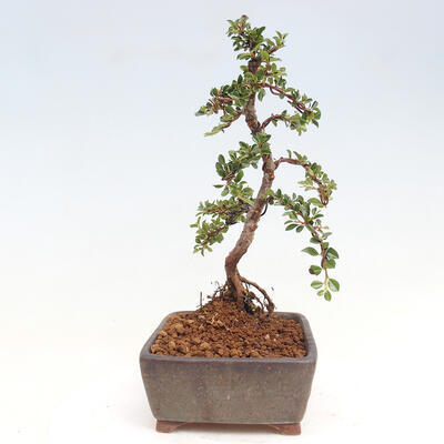 Vonkajší bonsai-Cotoneaster horizontalis - Skalník - 2