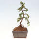 Vonkajší bonsai-Cotoneaster horizontalis - Skalník - 2/5
