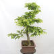 Vonkajší bonsai - Hrab obyčajný - Carpinus betulus - 2/5