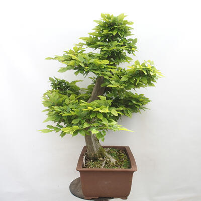 Vonkajší bonsai - Hrab obyčajný - Carpinus betulus - 2