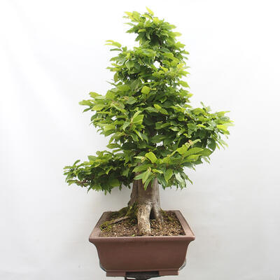 Vonkajší bonsai - Hrab obyčajný - Carpinus betulus - 2