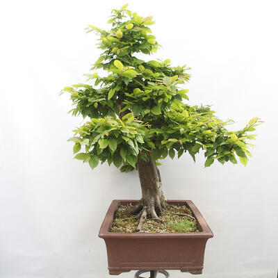 Vonkajší bonsai - Hrab obyčajný - Carpinus betulus - 2