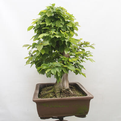 Vonkajší bonsai - Hrab obyčajný - Carpinus betulus - 2