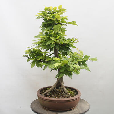 Vonkajší bonsai - Hrab obyčajný - Carpinus betulus - 2