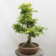 Vonkajší bonsai - Hrab obyčajný - Carpinus betulus - 2/5