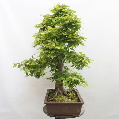 Vonkajší bonsai - Hrab obyčajný - Carpinus betulus - 2