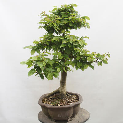 Vonkajší bonsai - Hrab obyčajný - Carpinus betulus - 2