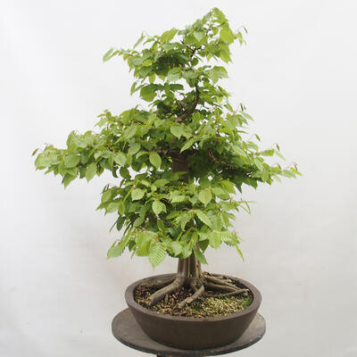 Vonkajší bonsai - Hrab obyčajný - Carpinus betulus - 2