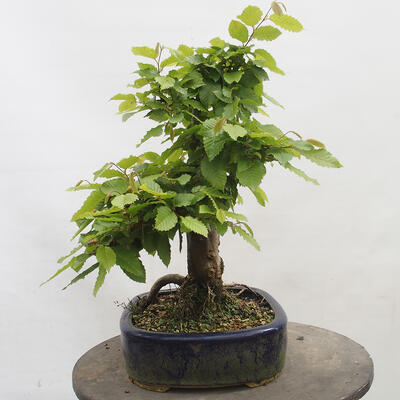 Vonkajší bonsai - Hrab obyčajný - Carpinus betulus - 2