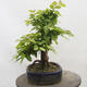 Vonkajší bonsai - Hrab obyčajný - Carpinus betulus - 2/5