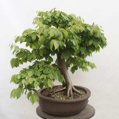 Vonkajší bonsai - Hrab obyčajný - Carpinus betulus - 2