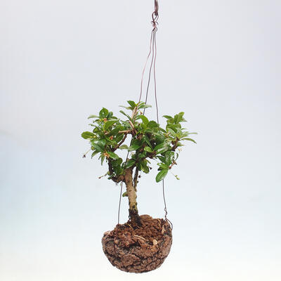 Kokedama v keramike - Čaj-fuki - Carmona macrophylla - 2