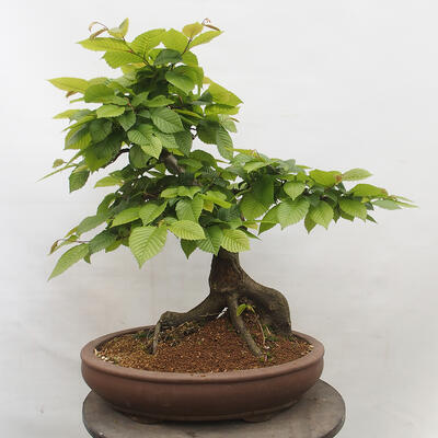 Vonkajší bonsai - Hrab obyčajný - Carpinus betulus - 2