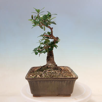 Izbová bonsai - Olea europaea sylvestris -Oliva evropská drobnolistá - 2