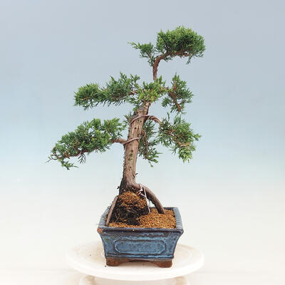 Vonkajší bonsai - Juniperus chinensis -Jalovec čínsky - 2