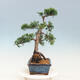 Vonkajší bonsai - Juniperus chinensis -Jalovec čínsky - 2/4
