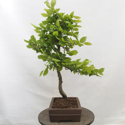 Vonkajší bonsai - Hrab obyčajný - Carpinus betulus - 2