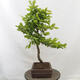 Vonkajší bonsai - Hrab obyčajný - Carpinus betulus - 2/4