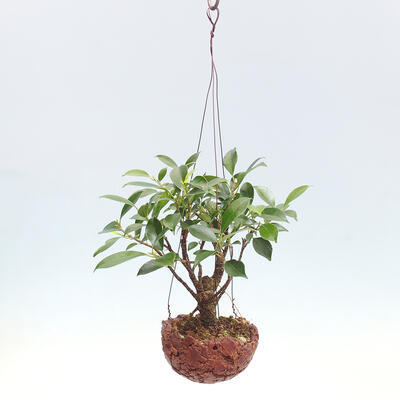 Kokedama v keramike - malolistý ficus - Ficus kimmen - 2