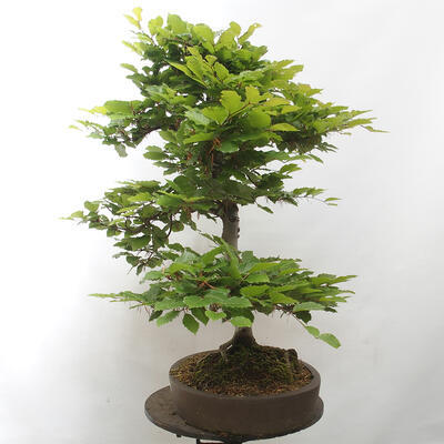 Vonkajší bonsai - Fagus sylvatica - Buk lesný - 2