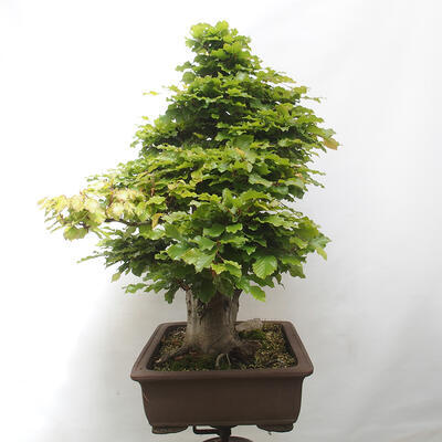 Vonkajší bonsai - Fagus sylvatica - Buk lesný - 2