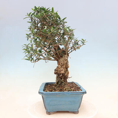 Izbová bonsai - Olea europaea sylvestris -Oliva evropská drobnolistá - 2