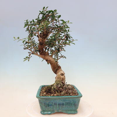 Izbová bonsai - Olea europaea sylvestris -Oliva evropská drobnolistá - 2