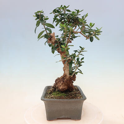 Izbová bonsai - Olea europaea sylvestris -Oliva evropská drobnolistá - 2