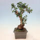 Izbová bonsai - Olea europaea sylvestris -Oliva evropská drobnolistá - 2/6