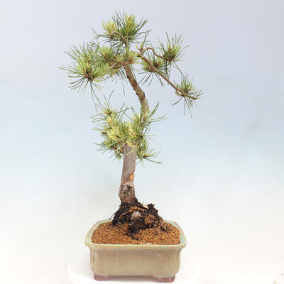 Vonkajší bonsai - Pinus Sylvestris Watererri - Borovica lesná - 2